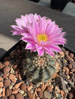 Echinocereus pulchellus amoenus